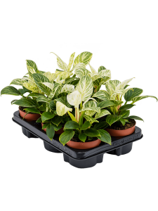 Philodendron 'White Wave' 6/tray