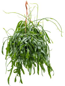Philodendron 'Xantal'