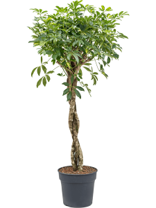 Euphorbia ingens (100-120)