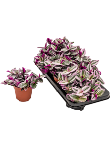 Tradescantia albiflora 'Nanouk' 6/tray
