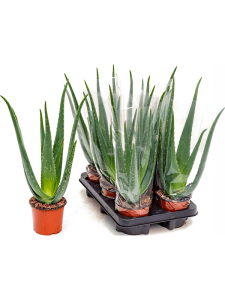 Aloe vera barbadensis 6/tray