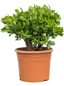 Ficus benghalensis 'Audrey'