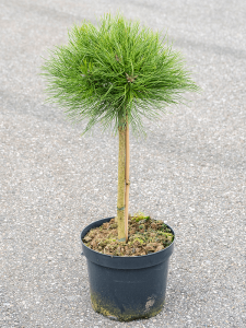 Pinus 'Marie Bregeon'