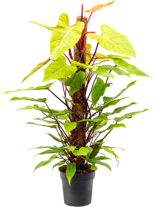 Croton (Codiaeum) variegatum 'Petra' 10/tray