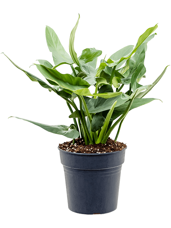 Philodendron 'Silver `Queen'
