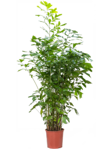 Bismarckia nobilis (275-325)