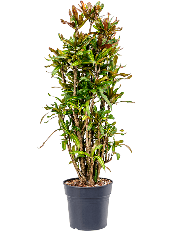 Croton (Codiaeum) variegatum 'Mammi'