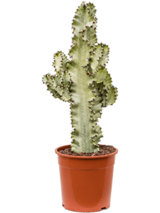 Euphorbia ingens marmorata