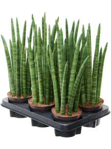Sansevieria cylindrica 'Tower' 6/tray