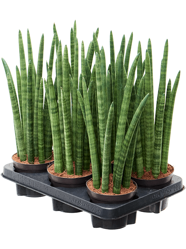 Sansevieria cylindrica 'Tower' 6/tray