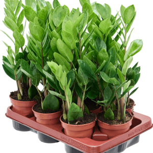 Zamioculcas zamiifolia 9/tray