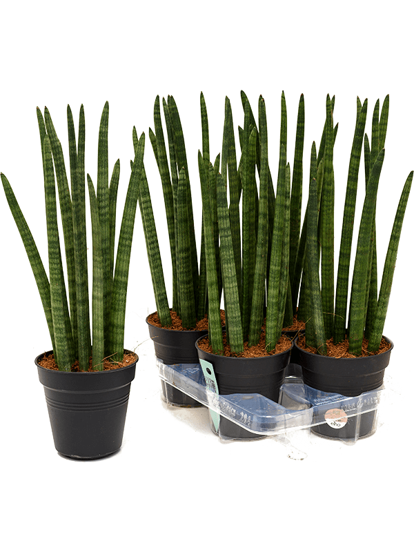 Sansevieria cylindrica 'Tower' 4/tray