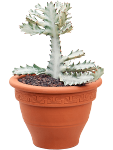 Euphorbia lactea 'Ghost'
