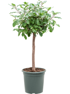 Ficus reflexa