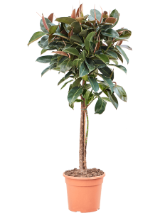 Ficus elastica 'Melany‘