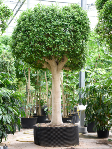 Ficus microcarpa 'Nitida'