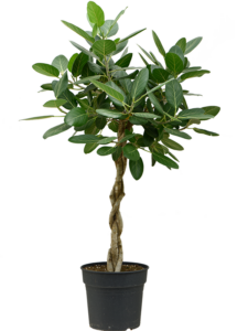 Ficus benghalensis 'Audrey'