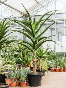 Aloe bainesii (barberae)