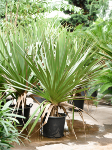 Pandanus utilis