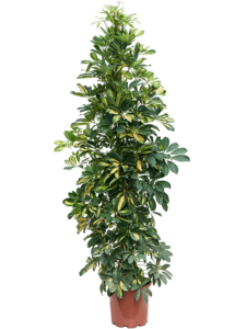 Schefflera gold capella