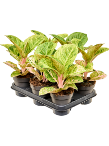 Aglaonema 'Apple Fantasy' 6/tray