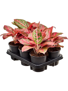 Aglaonema 'Beauty' 6/tray