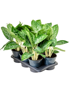 Aglaonema ‘Britt’ 6/tray