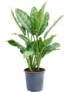 Aglaonema 'Chantal'