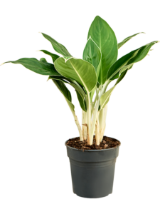 Aglaonema ‘Cintho King’