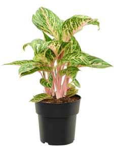 Aglaonema 'Coco Melon'