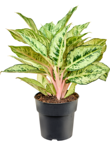 Aglaonema 'Chartreuse Pretty'