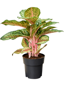 Aglaonema 'Carnival Queen'