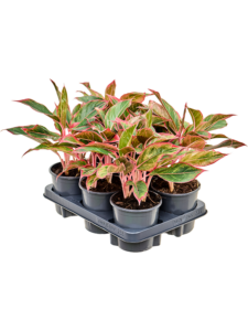 Aglaonema 'Siam Red' 6/tray