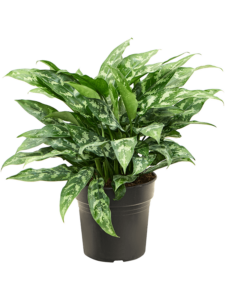 Aglaonema 'Maria'