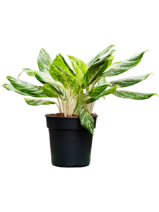 Aglaonema 'Madonna'