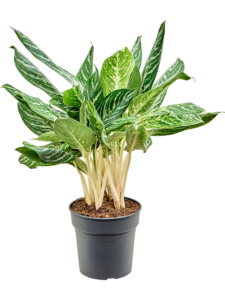 Aglaonema 'Madonna'