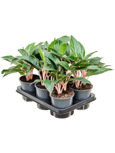 Aglaonema 'Misterio' 6/tray