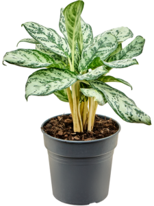 Aglaonema 'Patricia'