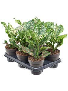 Aglaonema 'Pink Leopard' 6/tray