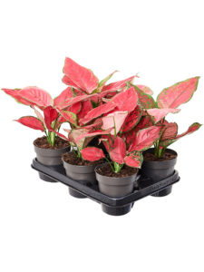 Aglaonema 'Red Joy' 6/tray