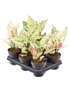 Aglaonema 'Rosy' 6/tray