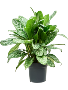 Aglaonema 'Stripes'