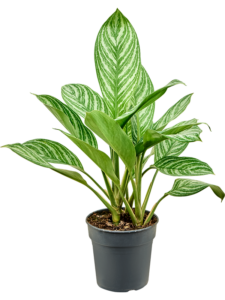 Aglaonema 'Stripes'