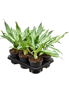 Aglaonema 'White Lance' 6/tray