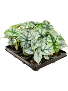 Alocasia 'Silver Dragon' 12/tray