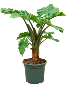 Alocasia 'Low Rider'