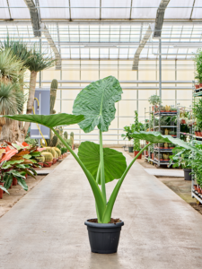 Alocasia macrorrhiza