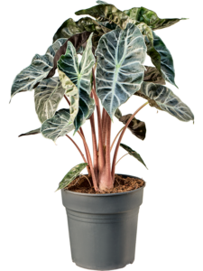 Alocasia pink dragon