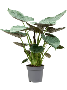 Alocasia Wentii