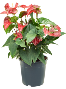 Anthurium andraeanum 'Sierra'